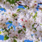 ¿Qué día empieza la primavera? Este es el día y hora oficial en 2025 