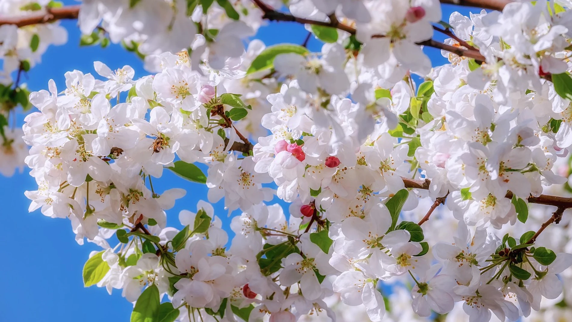 ¿Qué día empieza la primavera? Este es el día y hora oficial en 2025