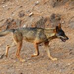 Imagen de archivo de un lobo. 