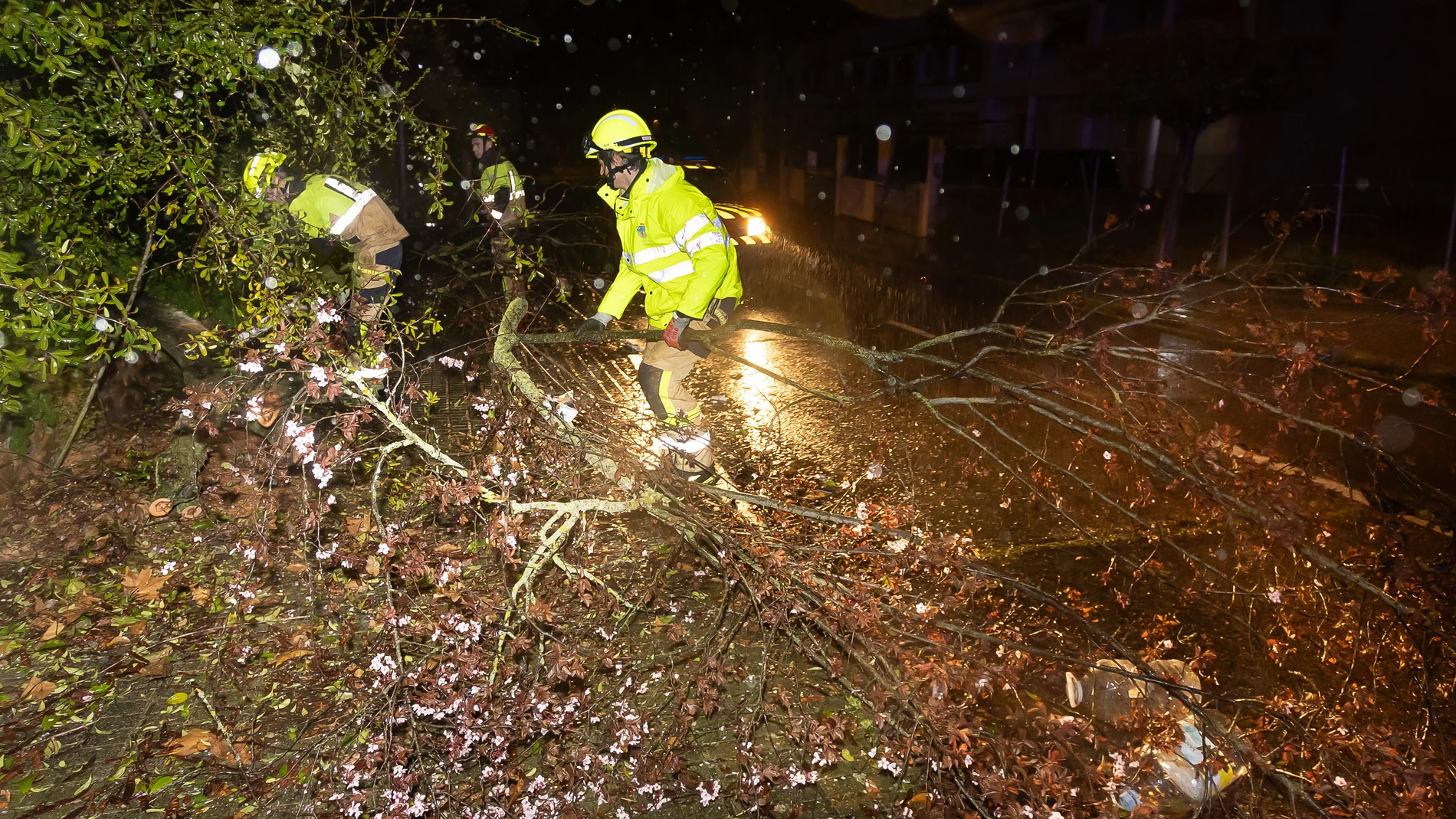 Operarios retiran un árbol en la localidad salmantina de Ciudad Rodrigo