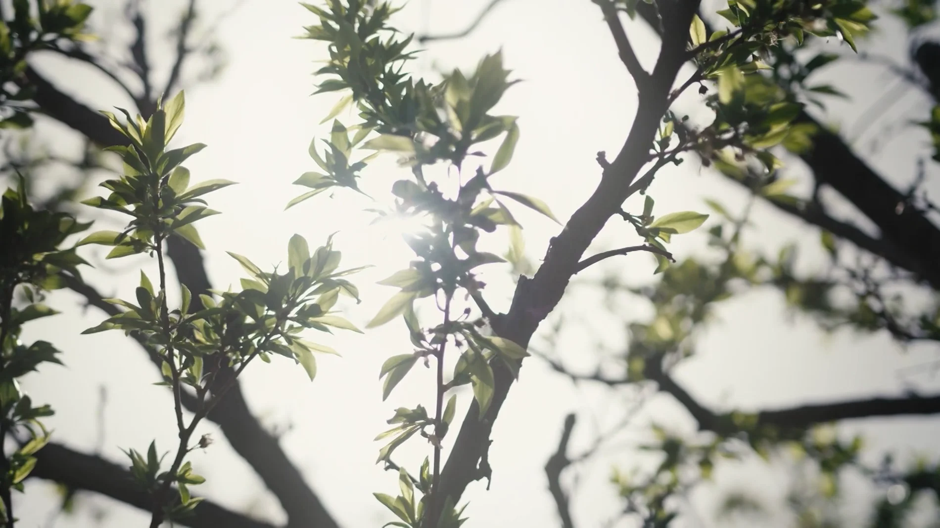 ¿Puedo podar el árbol del vecino si las ramas o las hojas caen en mi jardín?