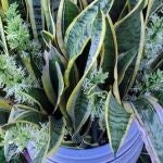 La planta que debes tener en tu casa para atraer la buena suerte