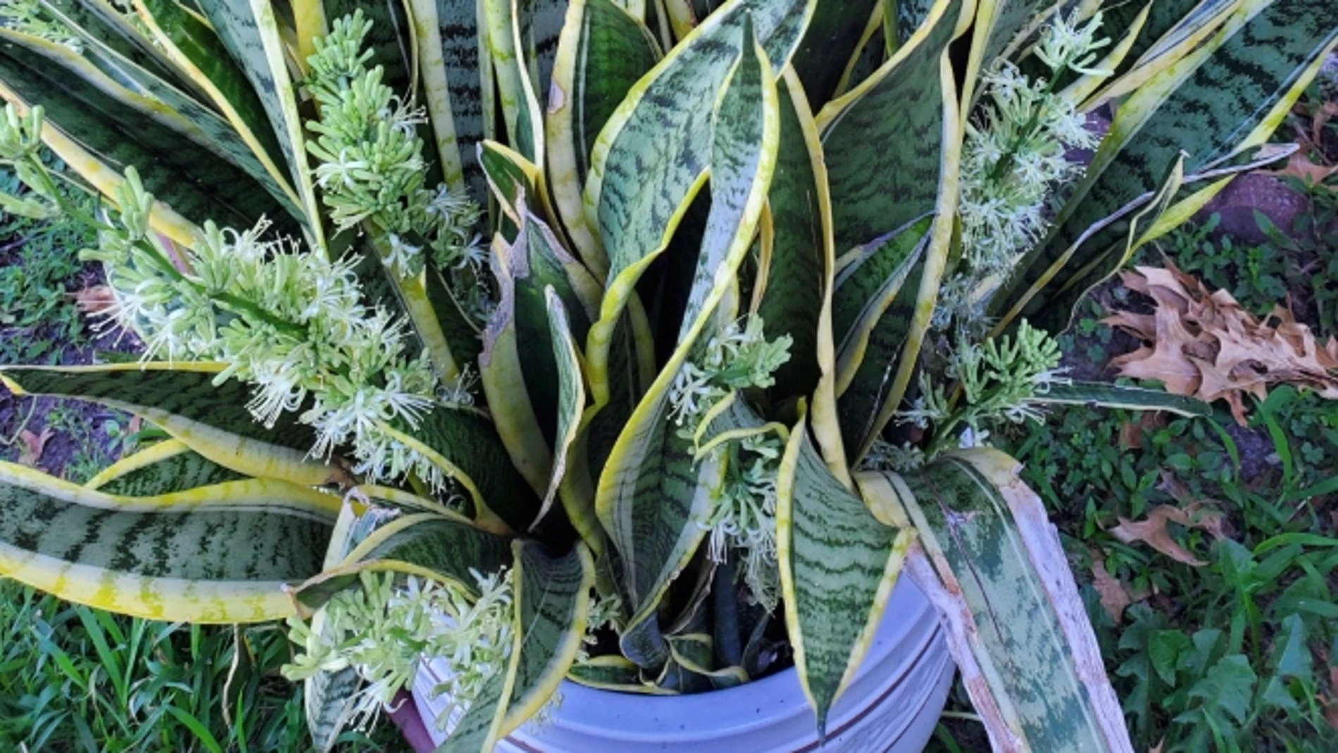 La planta que debes tener en tu casa para atraer la buena suerte