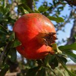 Ni tiene raíz ni agrieta el suelo: este es el mejor árbol frutal para tu jardín
