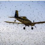 Una avioneta siembra pesticida entrelas langostas