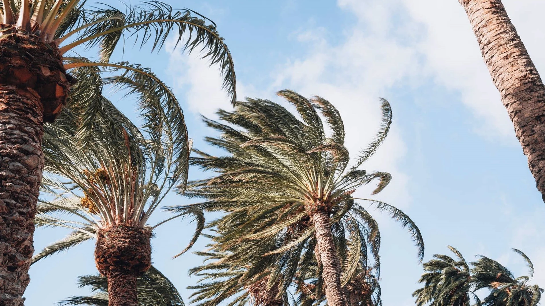Canarias, en prealerta por viento muy fuerte con rachas de hasta 80 kilómetros por hora desde las 18:00 horas