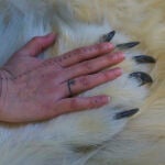Greenland-Inuit Traditions-Revival