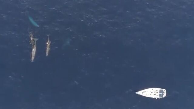 Un grupo de cet&aacute;ceos nada cerca de una embarcaci&oacute;n