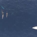 Un grupo de cet&aacute;ceos nada cerca de una embarcaci&oacute;n