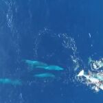 El único criadero de cachalotes bebés del Mediterráneo Occidental está en Baleares