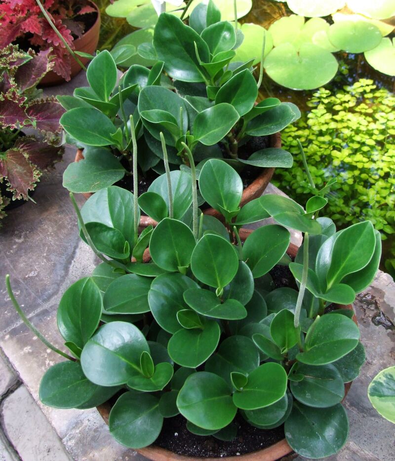 Peperomia