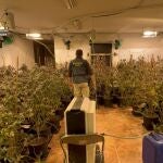 Alicante.-Sucesos.- Desmantelan una organización criminal que cultivaba marihuana y traficaba con drogas