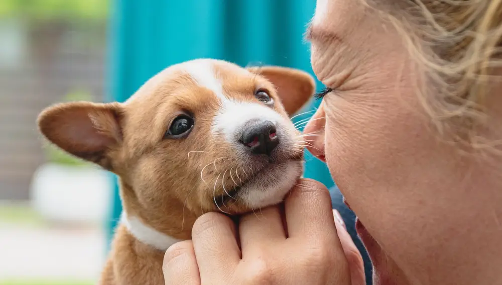 Cachorro de Basenji