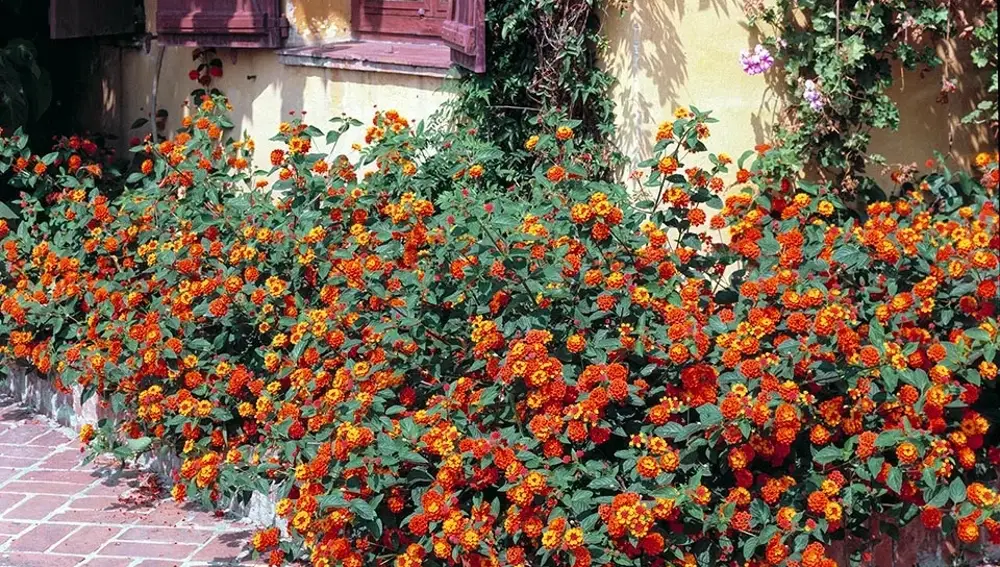 La Lantana, flores.