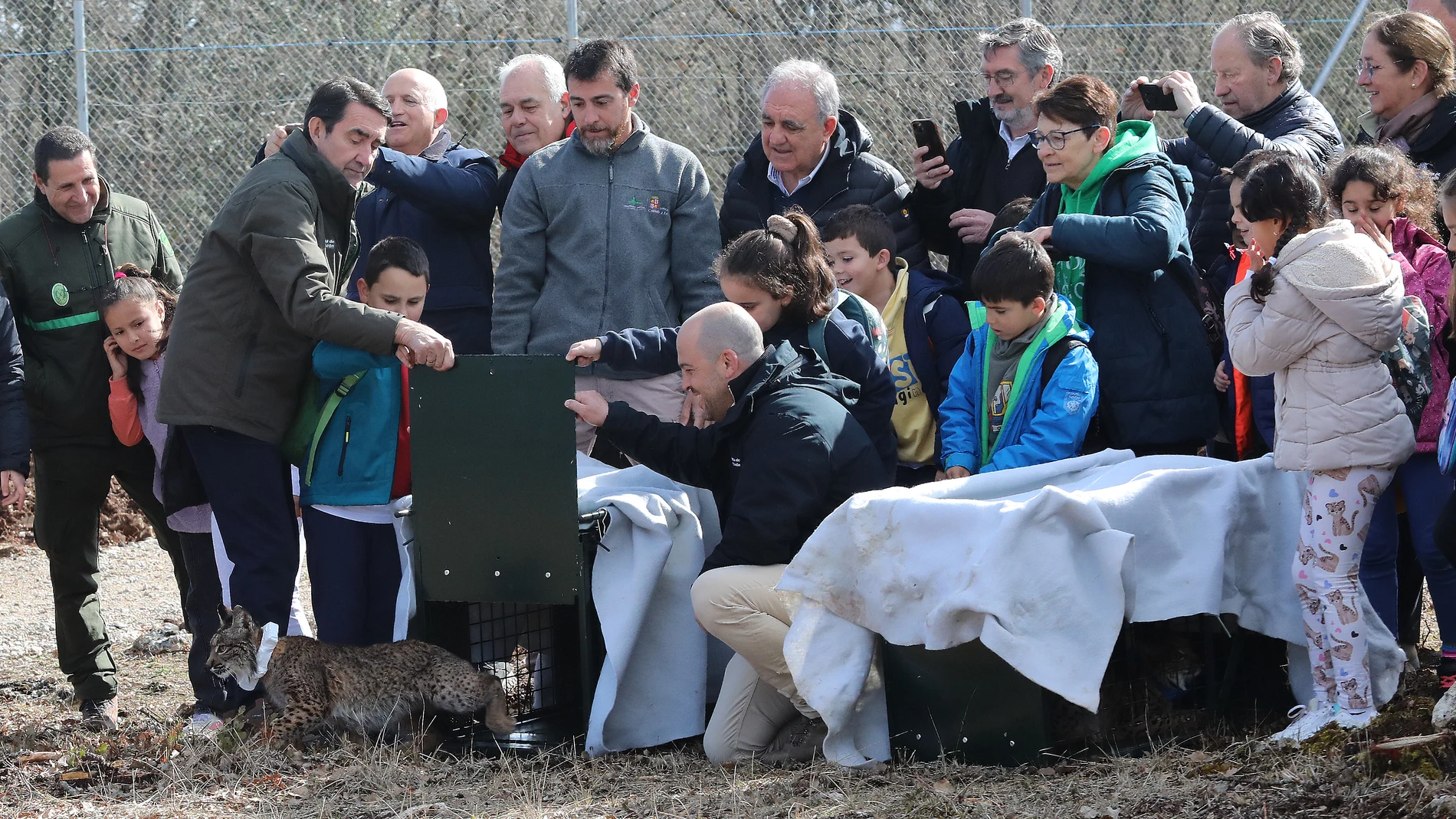 Suárez-Quiñones libera junto a los niños del colegio público de Torquemada al lince macho, Villano