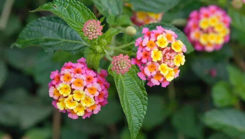 Flores