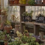 Las plantas que aman la sombra y puedes tener en casa sin preocuparte si les da o no el sol