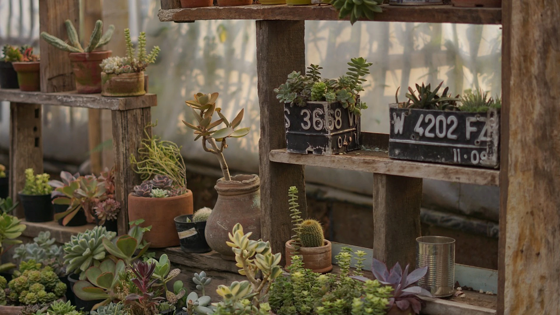 Las plantas que aman la sombra y puedes tener en casa sin preocuparte si les da o no el sol