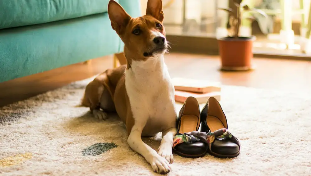 Raza Basenji