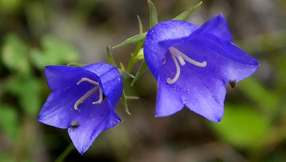 Campanillas