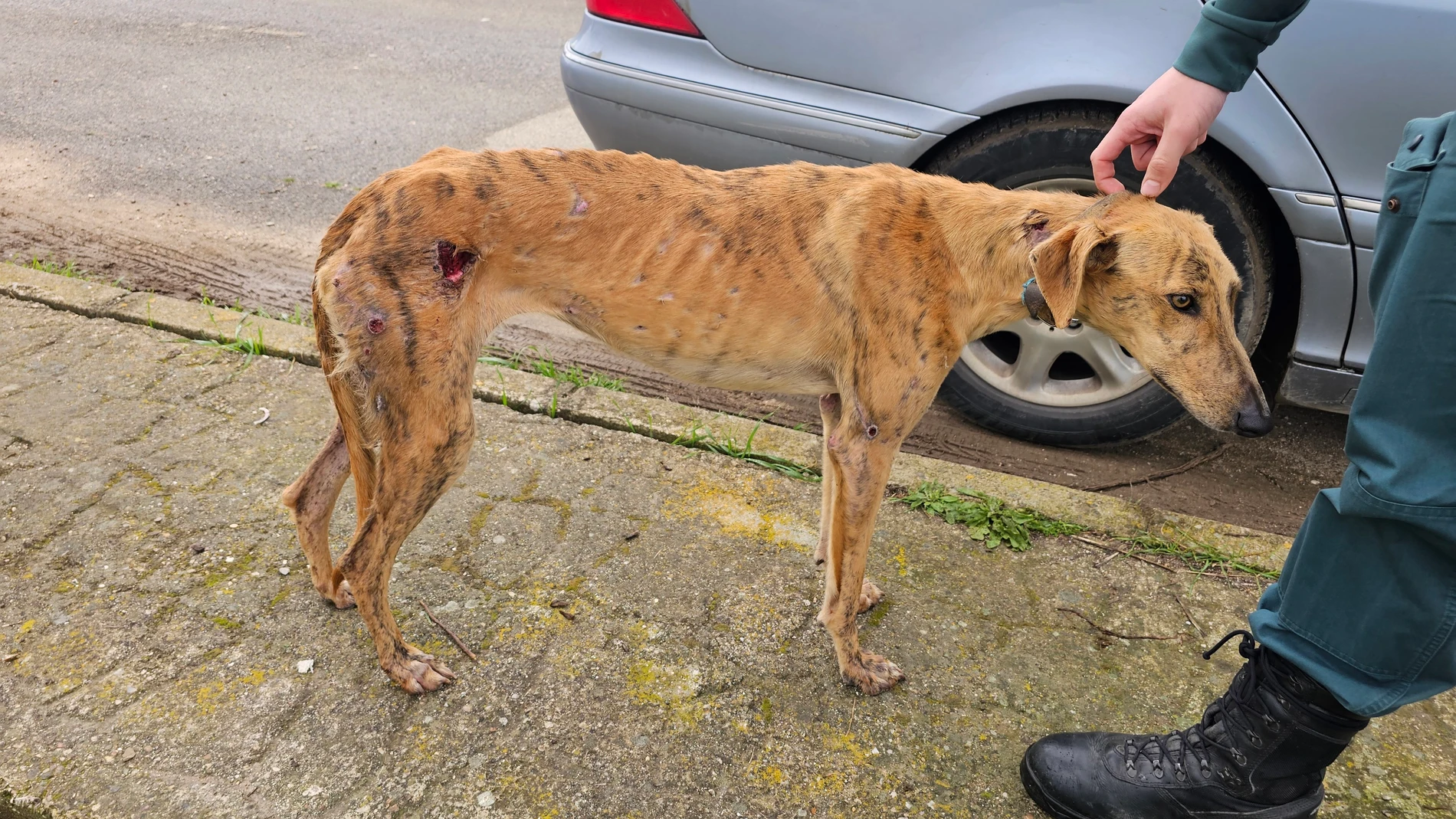La Guardia Civil investiga en Fuente Palmera (Córdoba) a dos personas como presuntos autores de un delito de abandono animal.REMITIDA / HANDOUT por GUARDIA CIVIL CÓRDOBAFotografía remitida a medios de comunicación exclusivamente para ilustrar la noticia a la que hace referencia la imagen, y citando la procedencia de la imagen en la firma30/03/2025