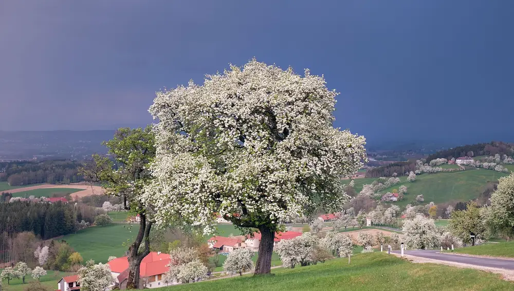 Peral de Callery