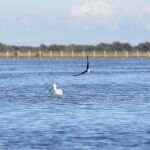 El director de Doñana afirma que el sondeo de gas "no está en el parque" y cree que "no afectará a Lista Verde"