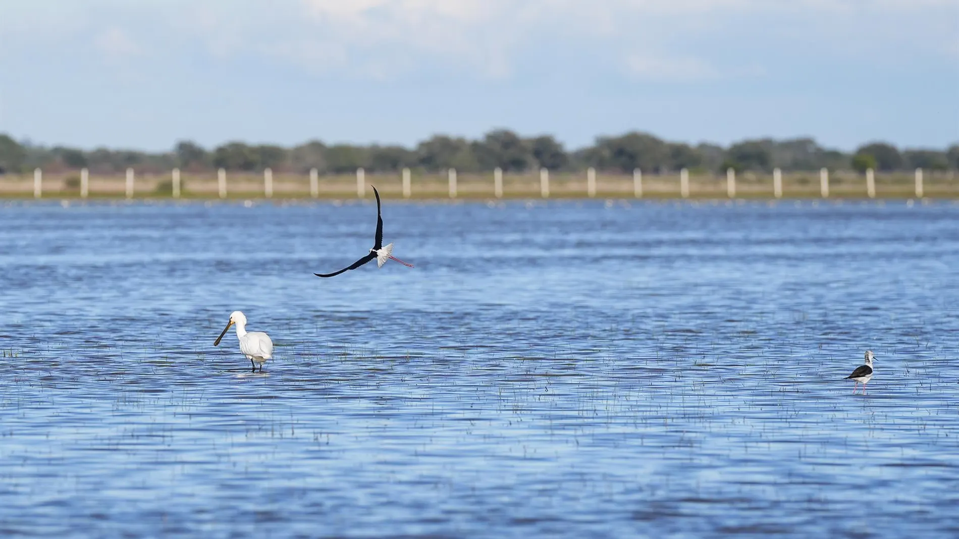 El director de Doñana afirma que el sondeo de gas "no está en el parque" y cree que "no afectará a Lista Verde"