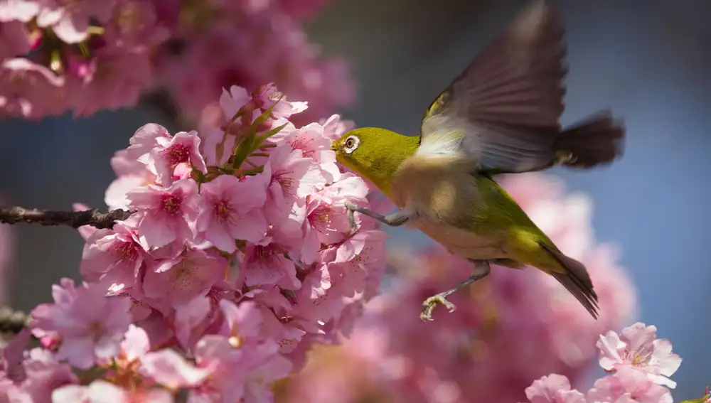 Florecer en primavera
