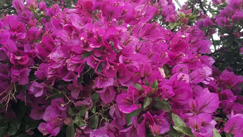 Cómo hacer florecer la buganvilla en solo unos días: los 3 secretos que solo conocen los jardineros