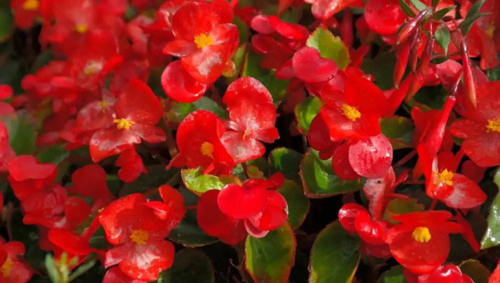 Begonias