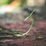 Las semillas que debes plantar en abril para tener los frutos antes de verano programa para mañana a las 6.30