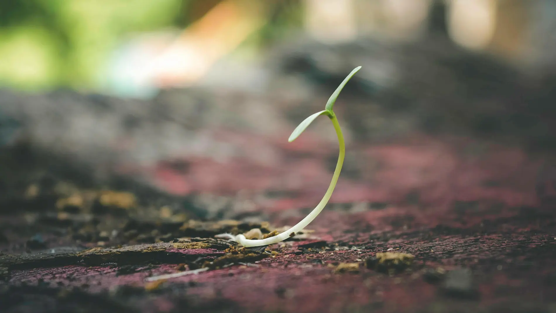 Las semillas que debes plantar en abril para tener los frutos antes de verano programa para mañana a las 6.30