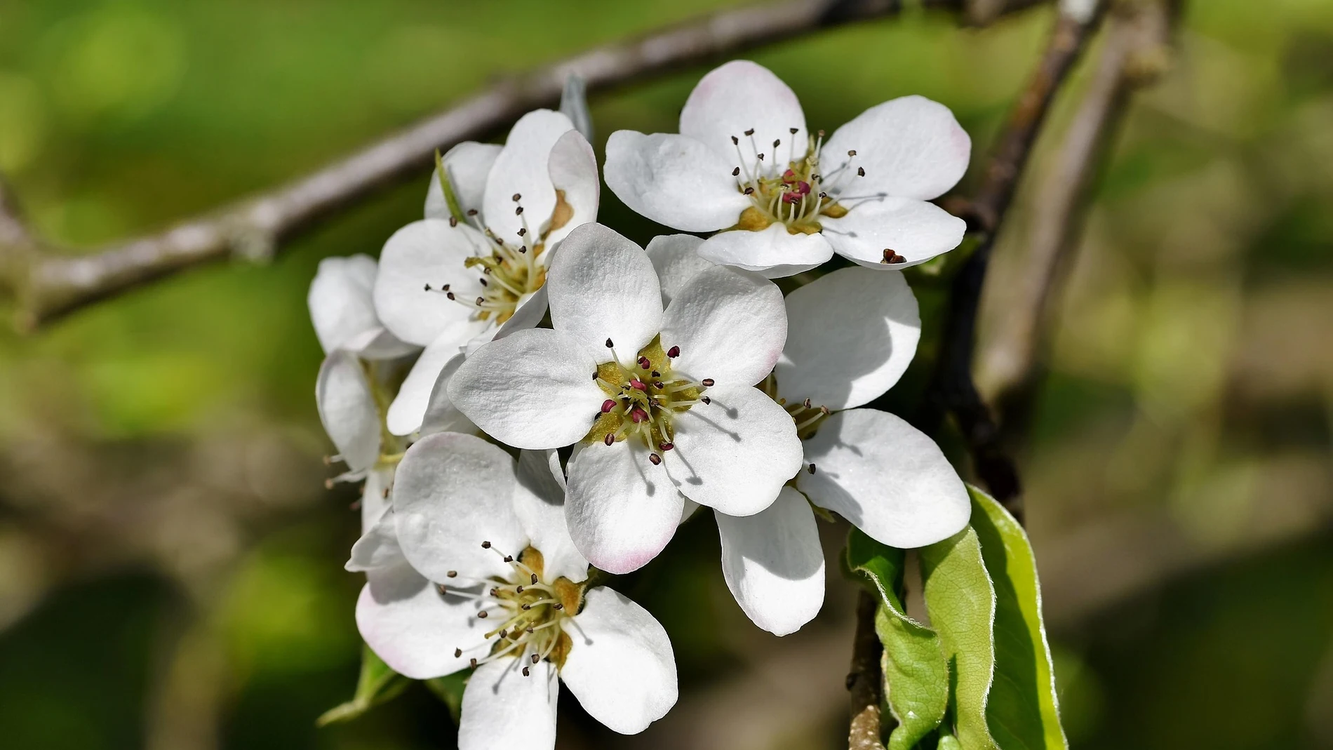 Árbol en flor