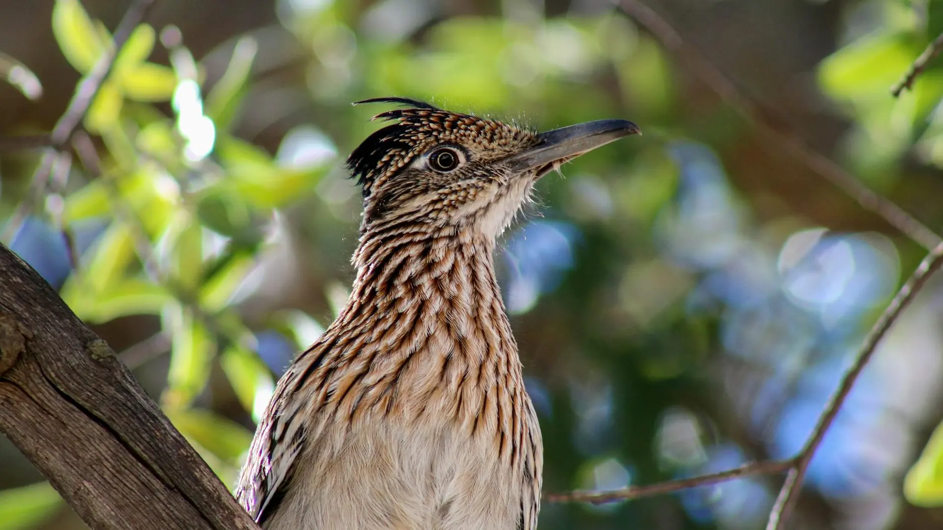 Pájaro okupa
