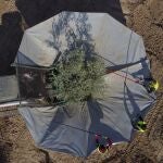 Unos trabajadores en plena faena de recolección de aceituna en un olivar intensivo en el municipio jiennense de Fuerte del Rey. 