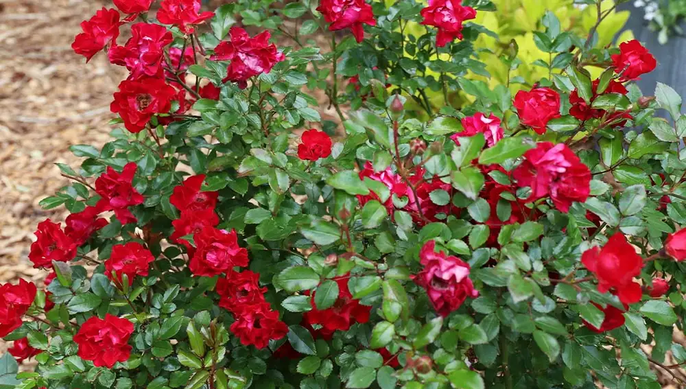 Rosa roja Breeze