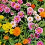 Estas son las 11 plantas que debes plantar en primavera para que te duren todo el verano