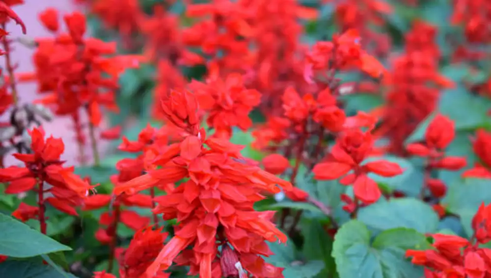 Salvia Saucy