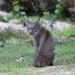 La temporada de cría del lince en Doñana ha finalizado: estos son sus resultados
