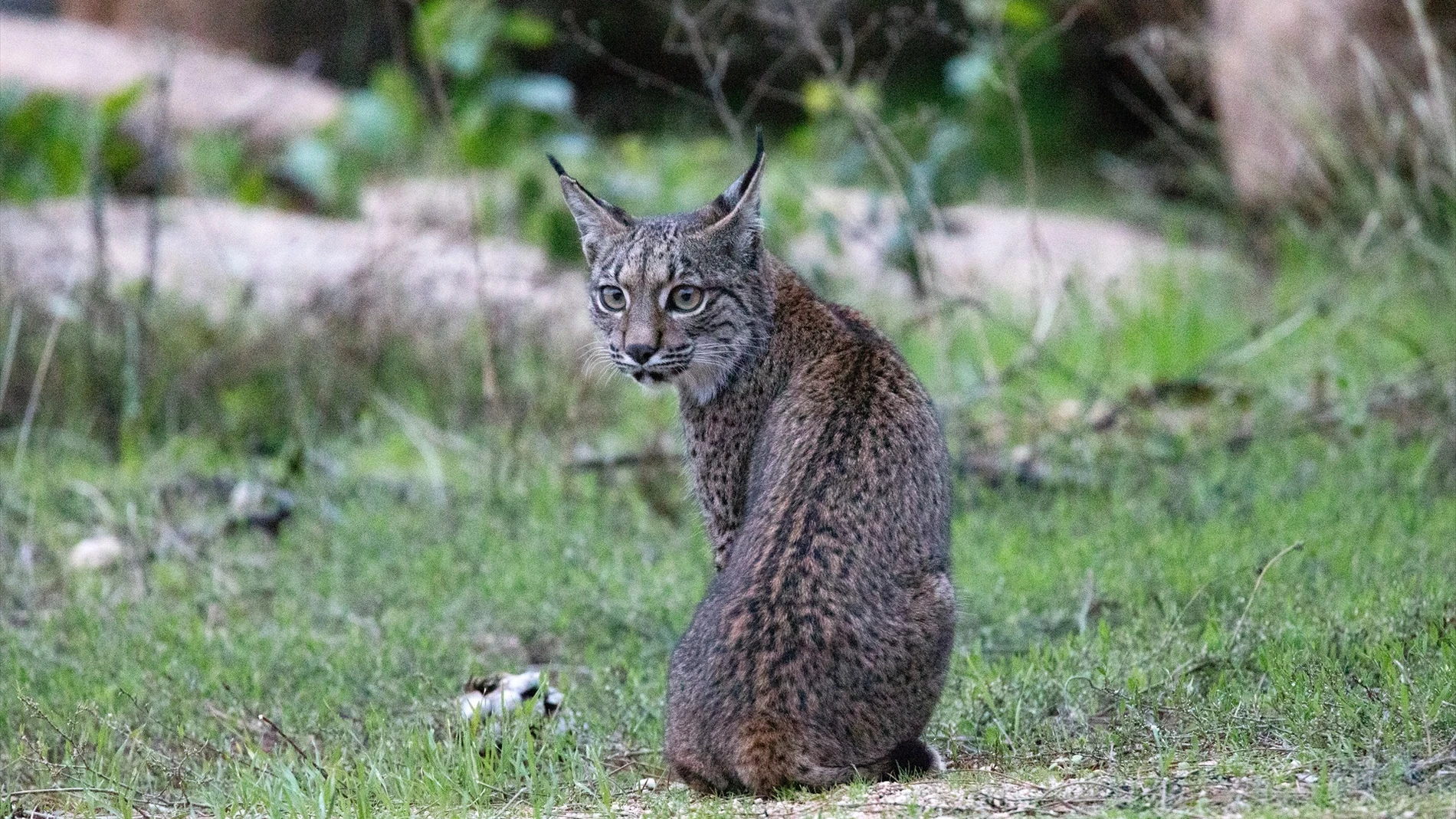La temporada de cría del lince en Doñana ha finalizado: estos son sus resultados