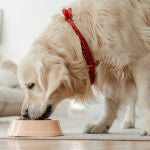 No es carne: la alternativa al pienso que le puedes dar a tu perro