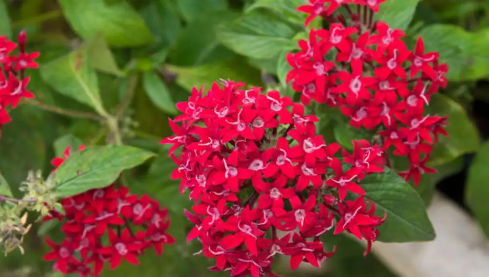 Pentas