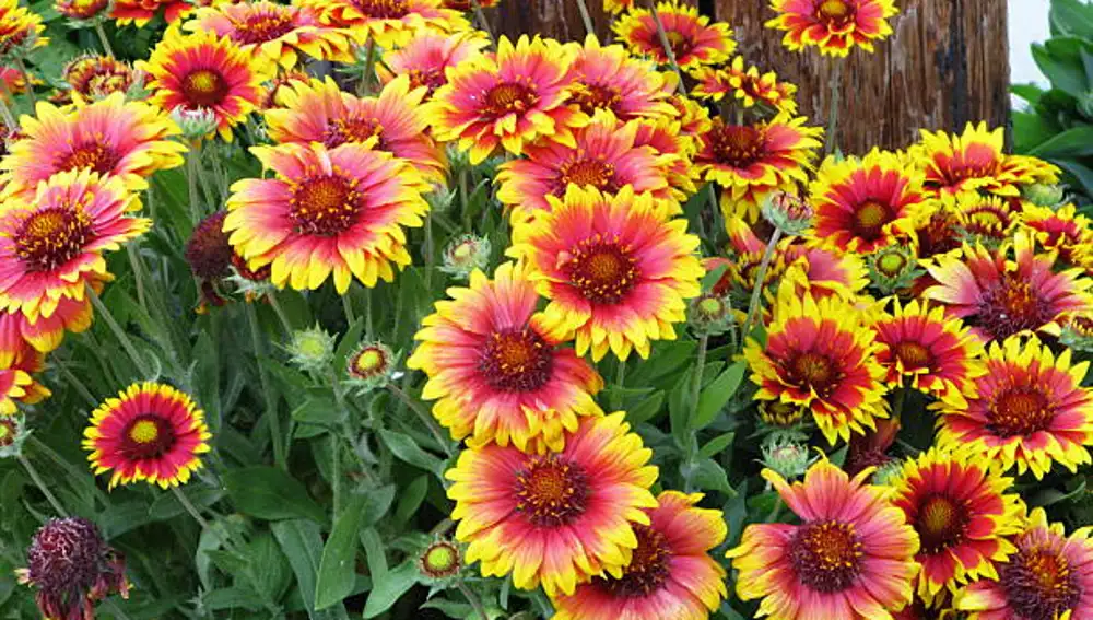 Flor de manta