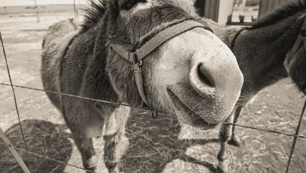 Mula animal híbrido