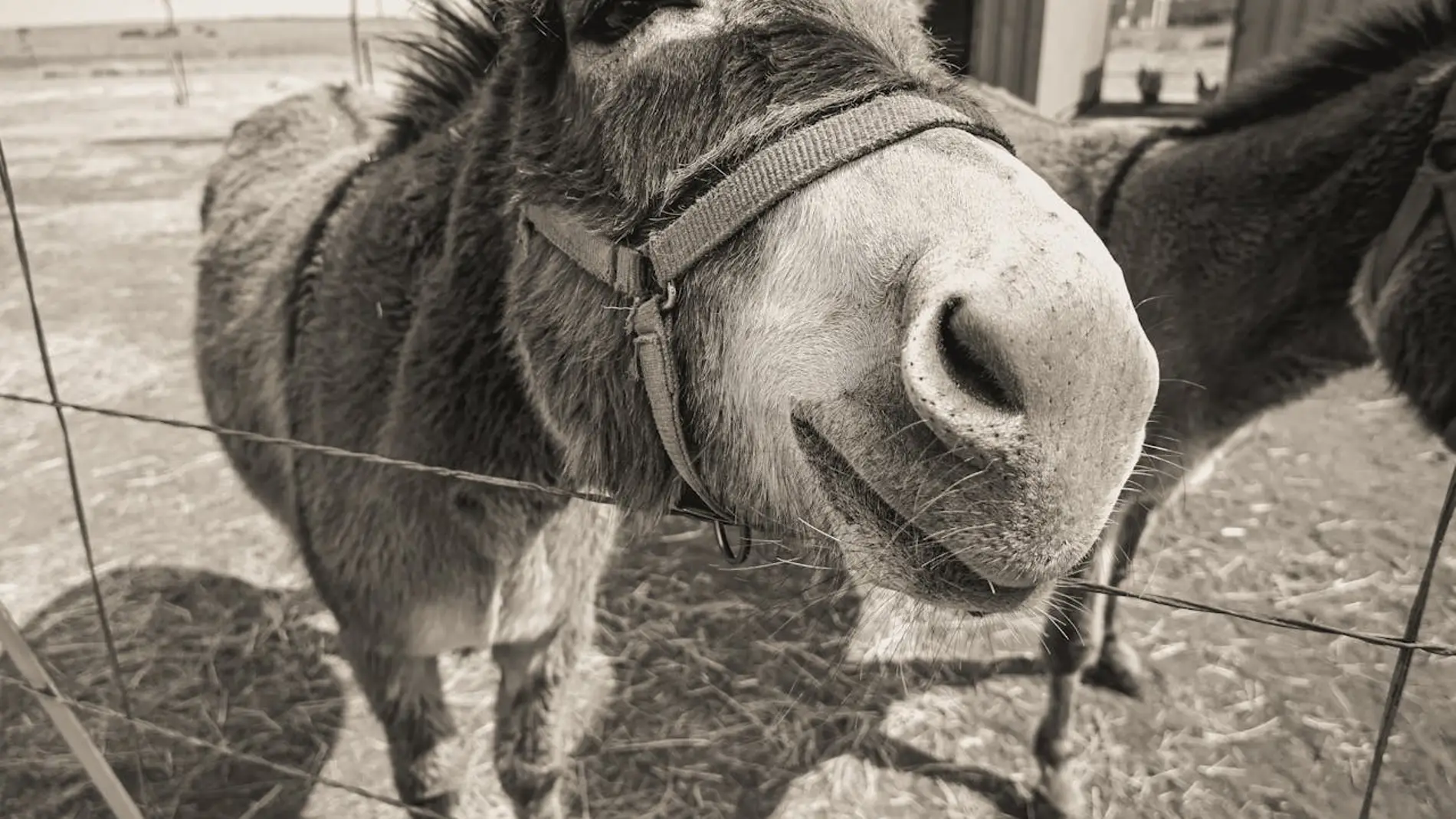 Mula animal híbrido