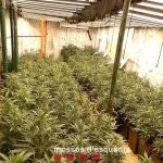 Plantación de marihuana del immueble.