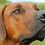 Los cinco olores que más gustan a los perros: el último te sorprenderá