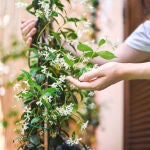La planta que es frondosa, fácil de cuidar y deja un exquisito aroma en todo tu jardín