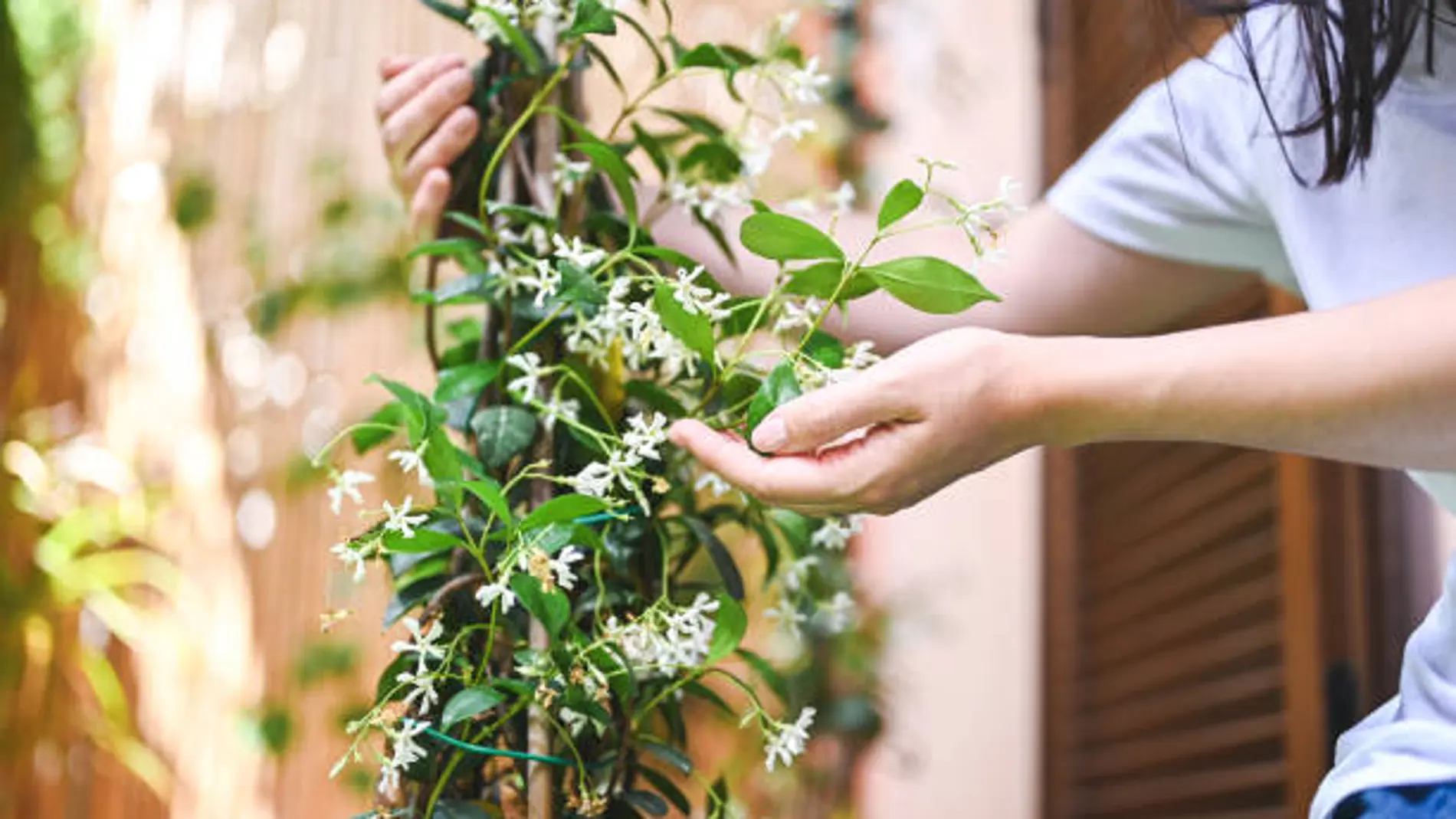 La planta que es frondosa, fácil de cuidar y deja un exquisito aroma en todo tu jardín